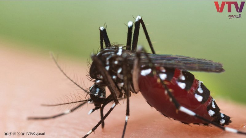 dengue-01.width-800_cQmIUXv