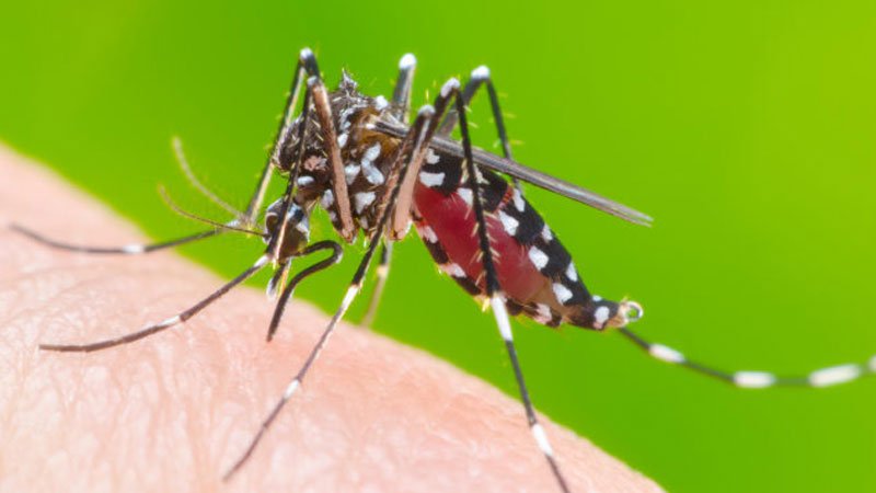dengue.jpg