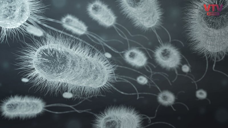 bacteria NEW LOGO
