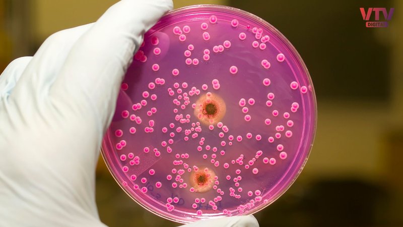 bacteria NEW LOGO