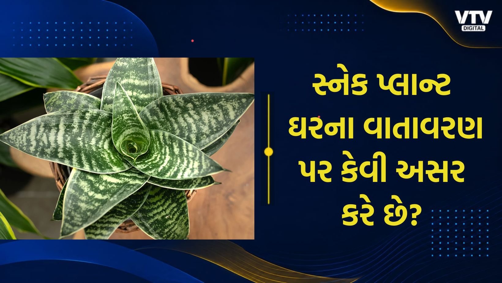 સ્નેક પ્લાન્ટ ઘરમાં શુભ કે અશુભ? જાણો વાસ્તુ નિયમો