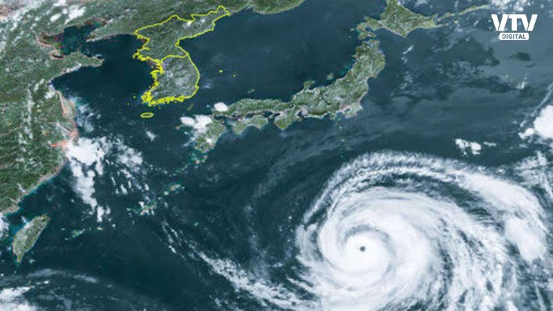Typhoon Dolphin