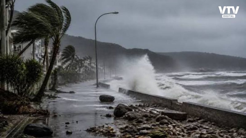 Typhoon Dolphin