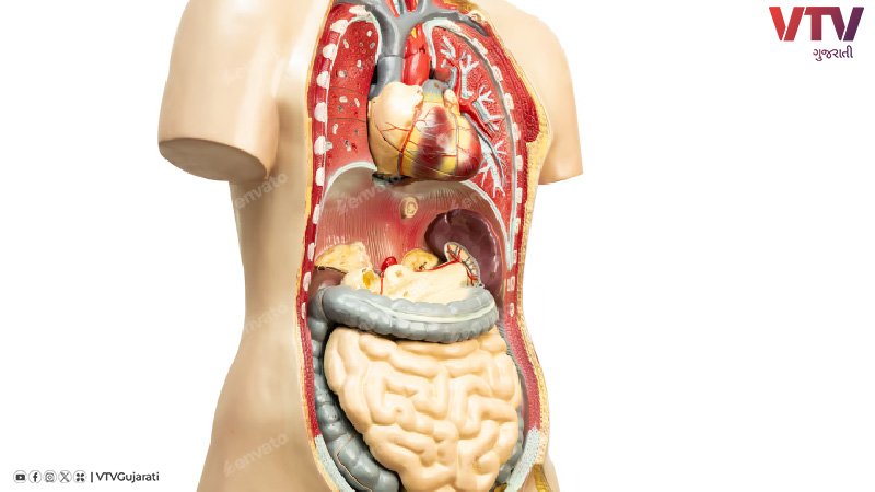 digestive-system