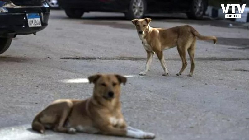 dogs