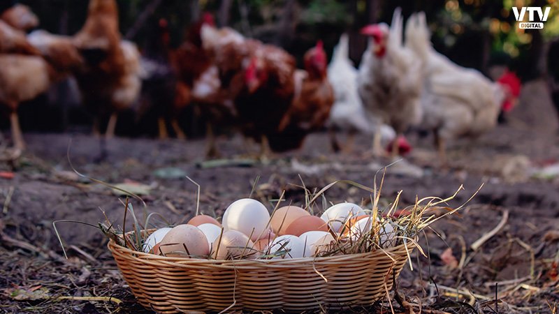 eggs-and-chiken-2