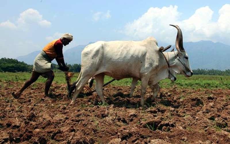 farmer25.jpg