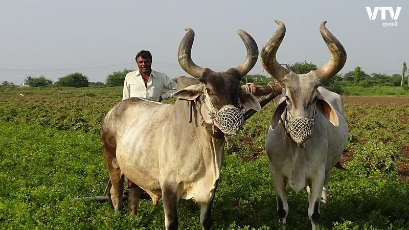 farmers1