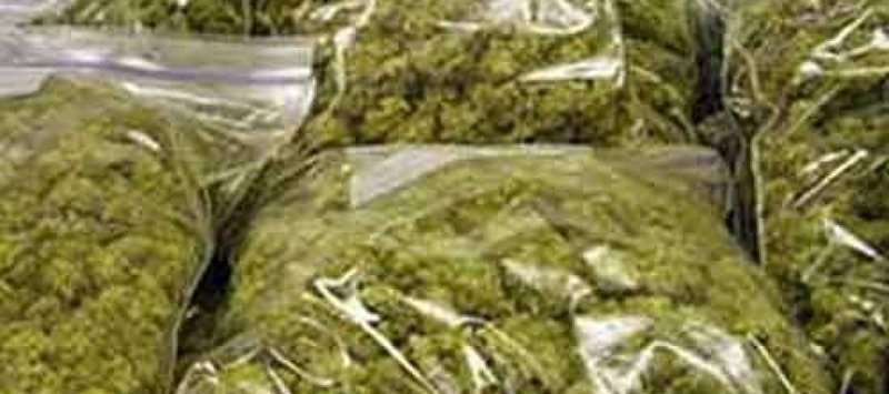 ganja-seized.jpg