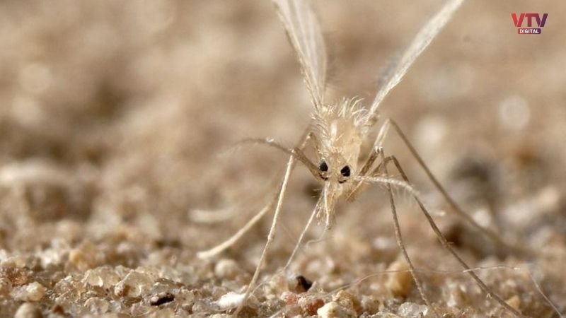 sandfly makkhi