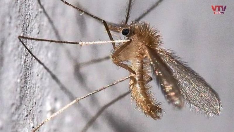 chandipura virus
