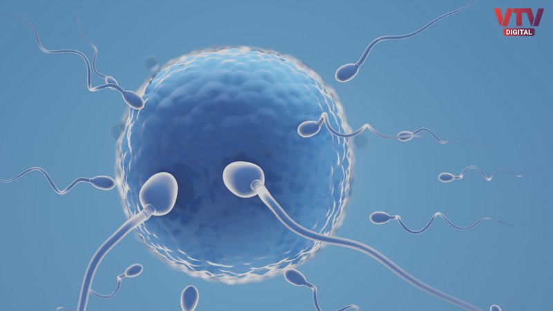 ivf-2