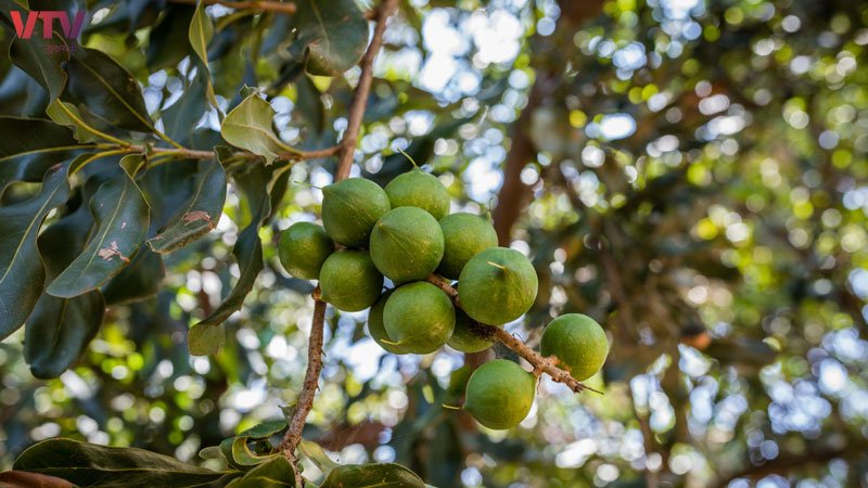jojoba-2
