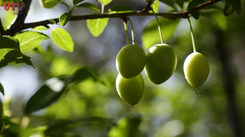 jojoba-3