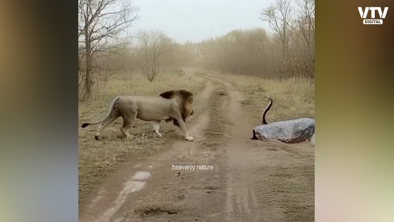 king-cobra-and-lion