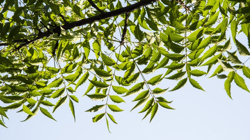 limdo-1.jpg