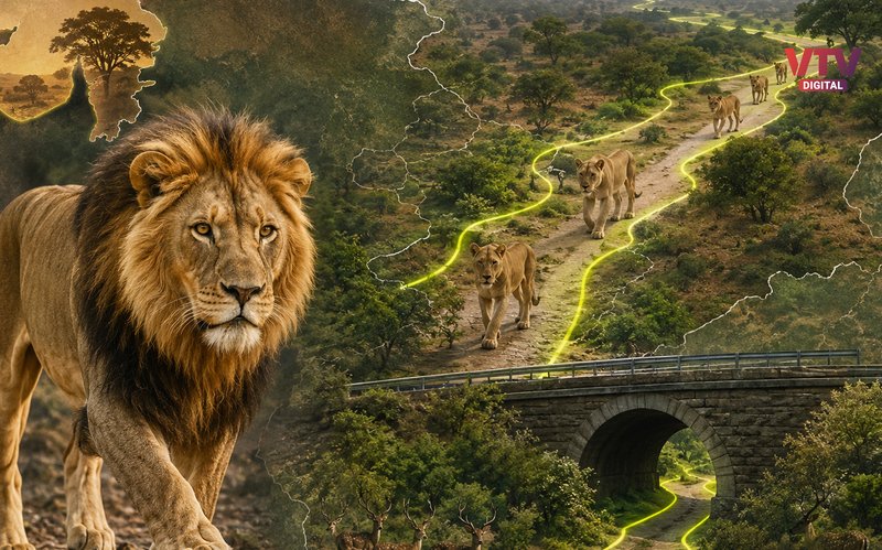 lion-road