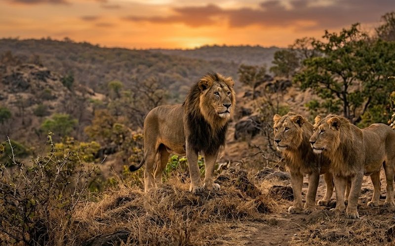 lion