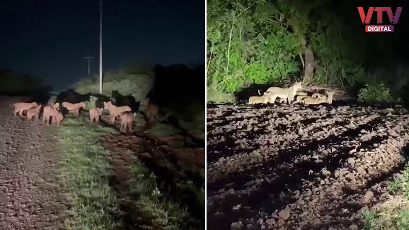 lions-2