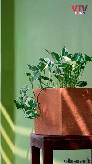 money-plant-6