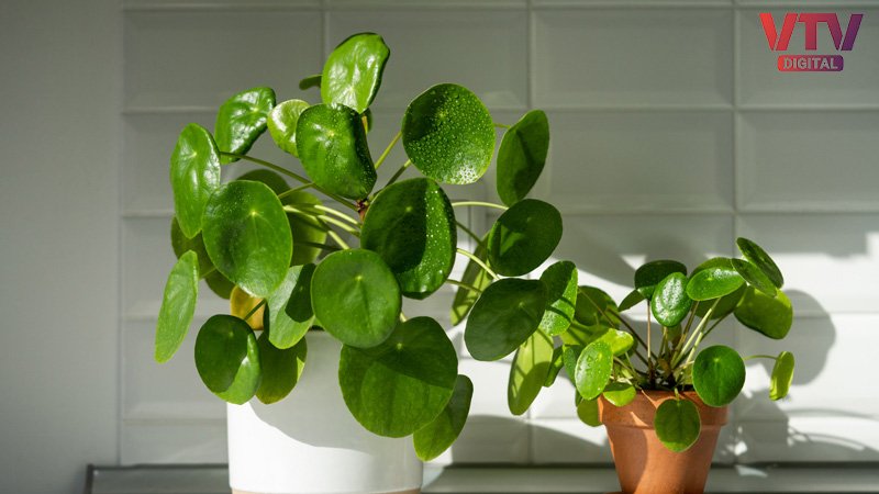 money-plant