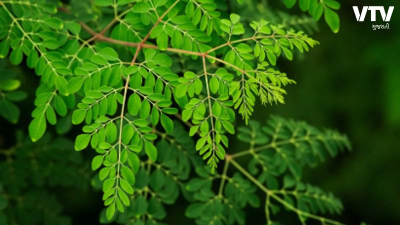 moringa-1