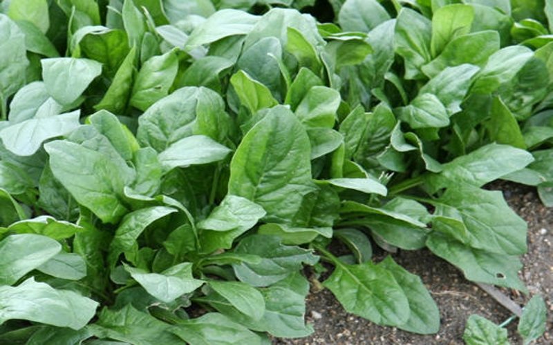 palak.jpg