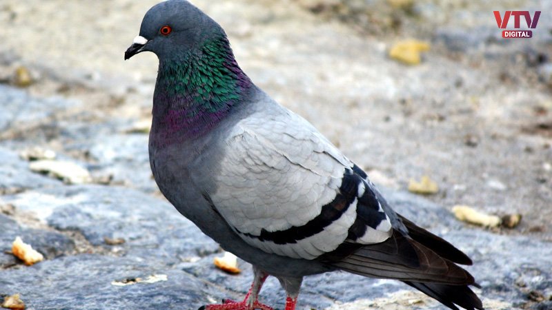 pegion
