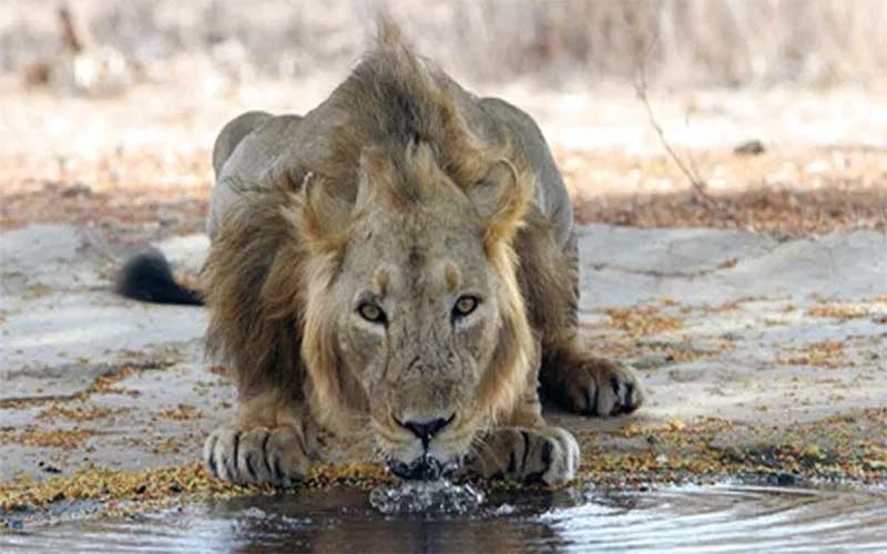 safari-park.jpg