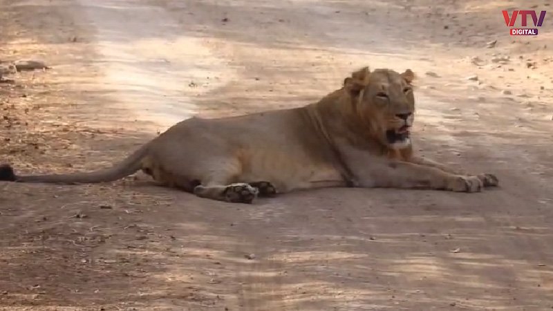 sasan-gir-lion