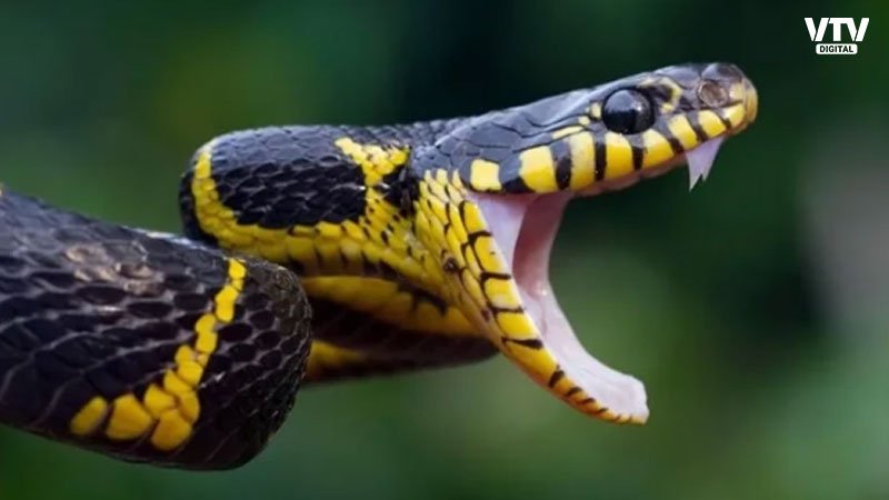 snake-bite