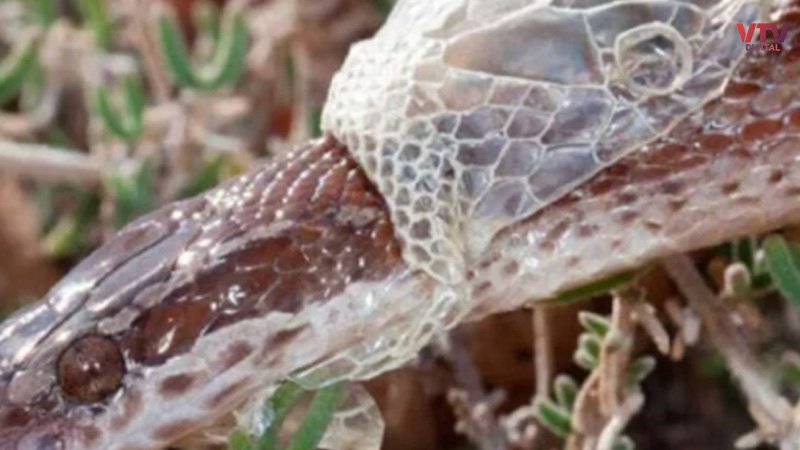 snake-skin-2