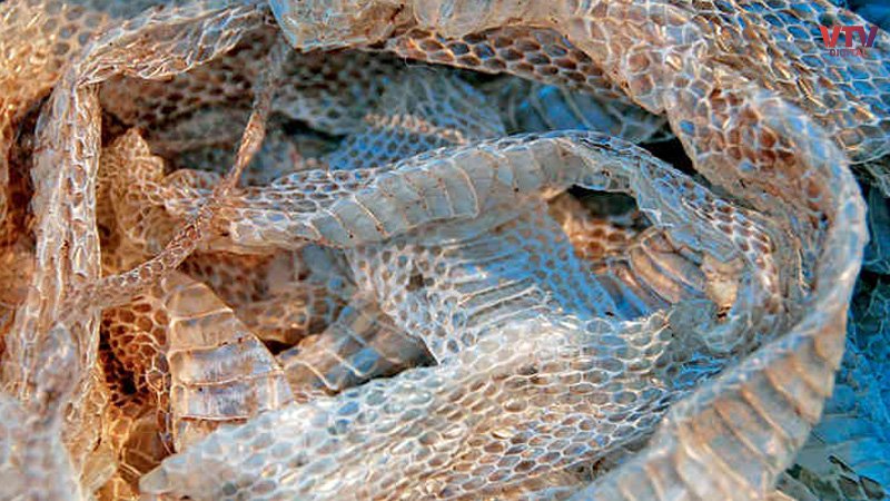 snake-skin