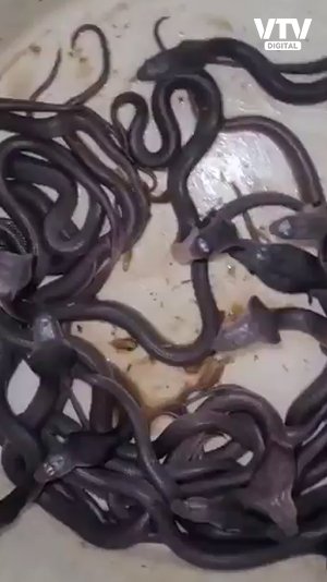 snakes-1