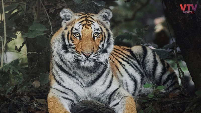 tiger