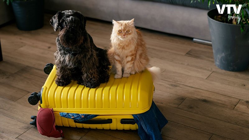 travel-dog-cat