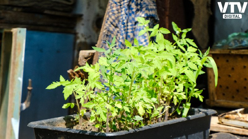tulsi-plant-2025